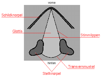 Schematische Darstellung des Larynx
